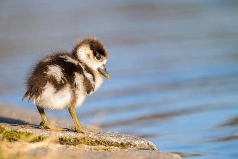 Egyptian goose (Alopochen aegyptiaca) cute chick on a meadow at the shore of a lake, Bavaria,