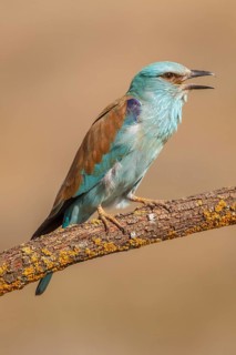 European Roller (Coracias garrulus), perched on a branch calling, Castile-La Mancha