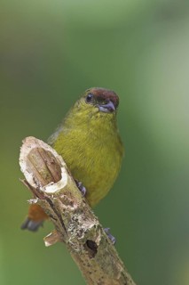 Olive-backed Euphonia (Euphonia gouldi) female, Costa Rica