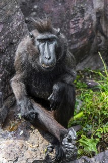 Celebes crested macaque, crested black macaque, Sulawesi crested macaque (Macaca nigra), black ape