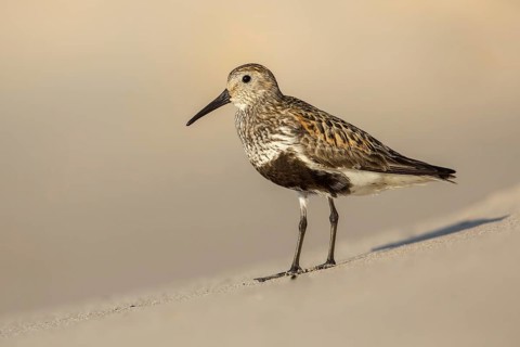 Dunlin (Calidris alpina), Poland