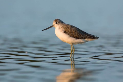 Common Greenshank (Tringa nebularia), Victoria, Australia