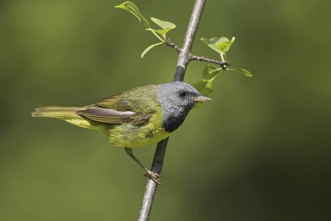 Mourning Warbler (Geothlypis philadelphia) male, Ontario, Canada