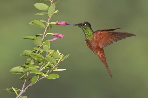 Rainbow Starfrontlet (Coeligena iris), Ecuador