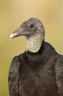 Black Vulture (Coragyps atratus), Florida, USA