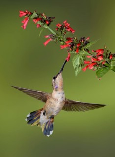 Lucifer Sheartail (Calothorax lucifer) male feeding on flower nectar, Texas, USA