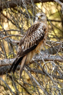 Red Kite (Milvus milvus), perched on a branch, Castile and Leon, Spain