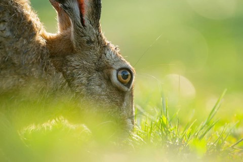 European hare (Lepus europaeus) portrait, wildlife, Lower Saxony, Germany