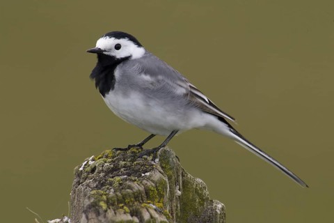 White Wagtail (Motacilla alba), Lower Saxony, Germany
