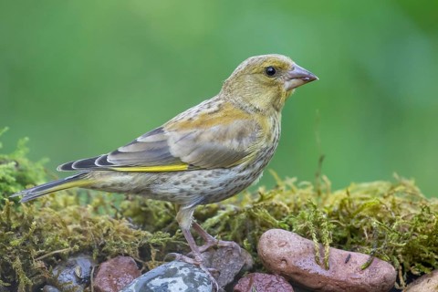European Greenfinch (Chloris chloris) juvenile perched on the ground, Lower Saxony, Germany