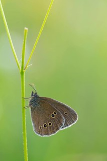 Brown forest bird, (Aphantopus hyperantus), chimney sweep, noble butterfly, butterfly, insect,