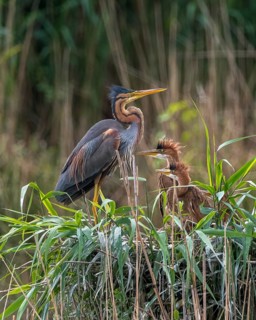 Purple heron (Ardea purpurea) with young birds in the nest, Oberhausen, Oberhausen-Rheinhausen,