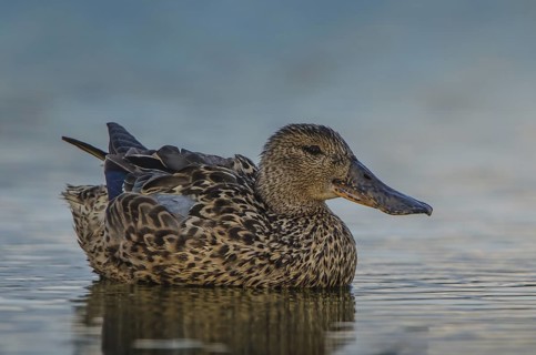 Northern Shoveler (Spatula clypeata), Schleswig-Holstein, Germany