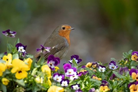 European robin (Erithacus rubecula) adult garden bird on a plant pot with pansy or viola flowers in