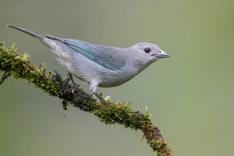 Sayaca Tanager (Thraupis sayaca) perched on a branch in the Atlantic rainforest of southeast Brazil