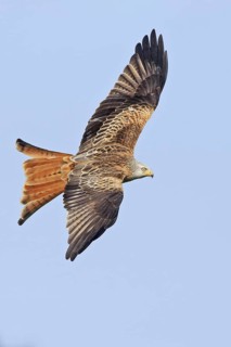 Red Kite (Milvus milvus) flying, United Kingdom