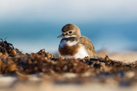 Double-banded Plover (Charadrius bicinctus) on beach, Victoria, Australia