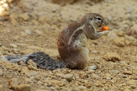 Cape bristle-thighed squirrel (Xerus inauris) feeding, captive
