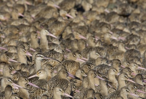 Marbled Godwit & Whimbrel (Limosa fedoa & Numenius phaeopus) large group, Washington, USA