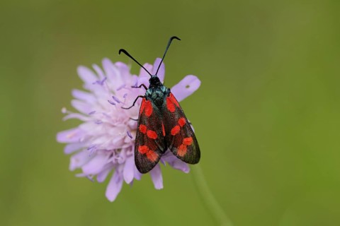 Variable ramet (Zygaena ephialtes) on meadow widowflower (Knautia arvensis), Liliental,