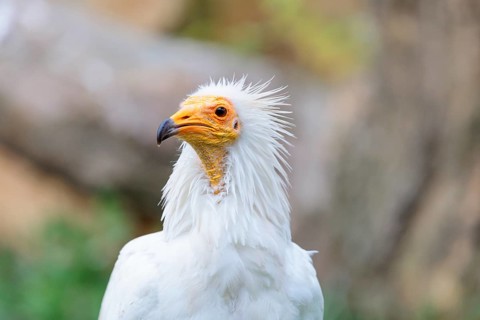 Portrait of an Egyptian vulture (Neophron percnopterus). Iberian Peninsula, North Africa, West Asia