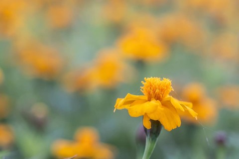 Marigolds (Tagetes), Emsland, Lower Saxony, Germany