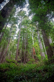 Klamath, California - Redwood trees (Sequoia sempervirens), the tallest trees in the world, in