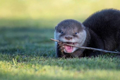 Eurasian Otter (Lutra lutra) young playing with stick, Castile-La Mancha, Spain