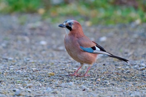 Eurasian Jay sideways on the ground, interesting detailed view of its plumage, jay (Garrulus