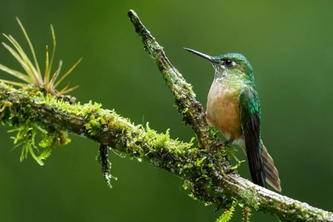 Long-tailed Sylph (Aglaiocercus kingi) perched on a branch in Ecuador