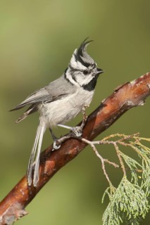 Bridled Titmouse (Baeolophus wollweberi), Arizona, USA