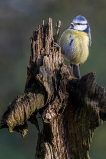 Blue tit (Parus caerulea), Emsland, Lower Saxony, Germany