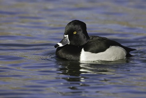 Ring-necked Duck (Aythya collaris) male, New Mexico, USA