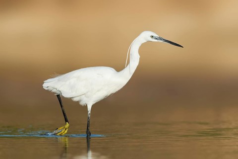 Little Egret (Egretta garzetta) foraging, Eilat, Israel