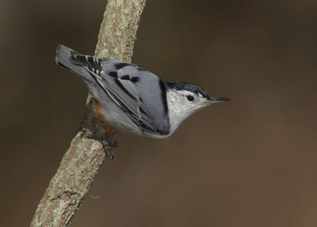 White-breasted Nuthatch (Sitta carolinensis), Ohio, USA
