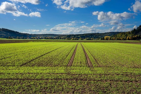 A barley field in October, Wesertal, Weserbergland, Germany