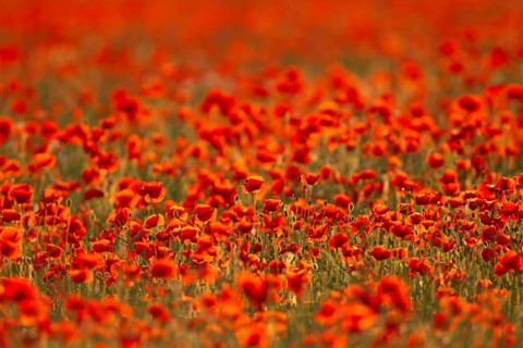 Common field poppy (Papaver rhoeas) red wildflower poppies flowers in a poppyfield, Suffolk,