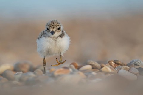 Ringed plover (Charadrius hiaticula) juvenile baby chick wading bird walking on a beach, Suffolk,