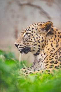 Leopard (Panthera pardus) lying in the bushes, captive, distribution africa