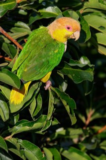 White-bellied Parrot (Pionites leucogaster) perched on a branch in the Amazon of Brazil