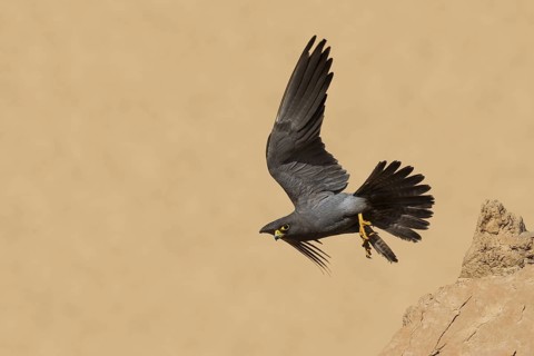 Sooty Falcon (Falco concolor) flying, Eilat, Israel