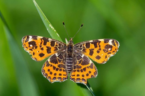 Land carat, (Araschnia levana), animals, insects, butterfly, butterfly, Lake Neusiedl, Andau,