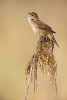 Savi's Warbler (Locustella luscinioides) singing in reedbed, Poland
