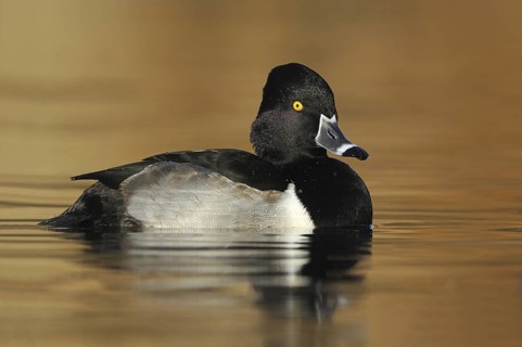 Ring-necked Duck (Aythya collaris) male, British Columbia, Canada