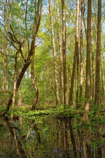 Trees grow in the water in the alluvial forest at Kirchwerder Mühlendamm, an old bird sanctuary in