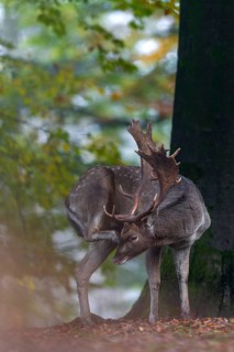 Relaxed fallow deer (Dama dama) scratches its head with its hind leg, rut, mating season, deer rut,