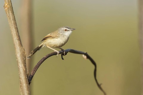 Rufescent Prinia (Prinia rufescens), Doi Lang, Thailand