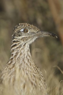 Greater Roadrunner (Geococcyx californianus), New Mexico, USA
