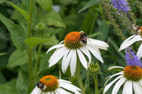 Red coneflower (Echinacea purpurea 'Alba'),  Germany