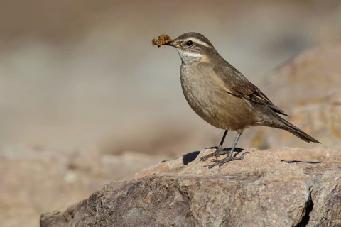 Bar-winged Cinclodes (Cinclodes fuscus) perched on the ground in Chile
